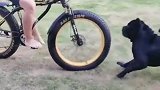 十几万买的自行车，一个轮胎一万多，结果被狗咬漏气了！