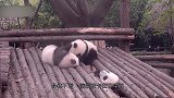 大熊猫当着奶爸的面越狱，结果卡在缝隙中出不来，下一秒请不要笑