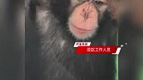上海有游客给网红猩猩看视频，动物园：会伤害视力，它没法戴眼镜