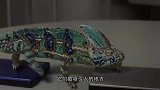 变色龙遇水会变透明吗？把它放到水龙头下面试一下，眼见为实！
