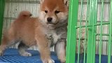 赤柴弟弟来喽