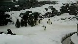 [搞笑]小企鹅初次见雪兴奋