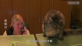 猫咪：前台的桌子不舒服，还是市长的桌子舒服！