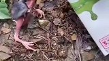 上山砍柴遇到一只受伤的小鸟，尽己所能拯救生命