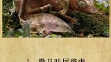 世界上最罕见的动物。（上）