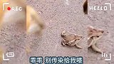 猴子戏弄癞蛤蟆，这河南方言居然也这么搞笑！