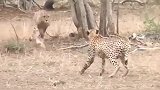 猎豹兄弟为争夺地盘大打出手！