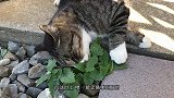 男子在家门口种植猫薄荷驱蚊，结果出去一看，发现摊上大事了！