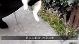 水牛被困一个月饿成皮包骨，本以为在劫难逃，救援人员赶到了