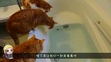 猫咪围观机械鱼，转眼就掉进浴缸里面了，果真是好奇心害死猫