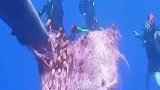救援海洋世界的生物们，抹香鲸的尾巴被海草缠住，人们正细心的清