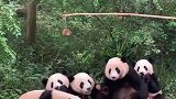 救命，这也太可爱了，熊猫排排坐吃东西
