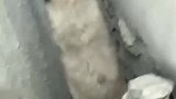 狗子：主人快救我呀，我被卡住了！