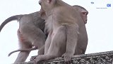 年轻漂亮的猴妈就是有魅力，把小公猴迷得团团转