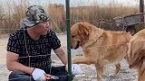 金毛妞妞真是瞎操心，看主人干活就想帮忙，没想到尽帮倒忙了