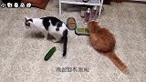 为什么猫看到黄瓜会怕得不行？知道真相的我，差点笑出了声！