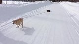各类动物雪地搞笑视频，真是太有趣了，看完想养宠物了！
