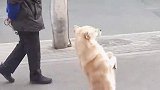 搞笑配音：过年在老家的狗子就是个惹祸精，真是又菜又爱玩