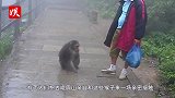 峨眉山猴子抢东西成瘾，却最怕这东西！猴子看到自动躲一边