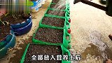 用塑料桶在家种木耳菜，一个桶收获几斤木耳菜，邻居看了都抢着种