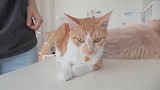戴铃铛的小猫咪，慵懒的样子，真是乖巧异常！
