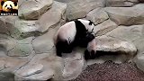 电量过剩的熊猫宝宝惹得妈妈好心烦：臭小子，能不能消停会儿