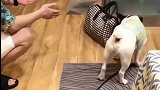 法国斗牛犬听到主人回来超开心,它的举动,被主人追着打