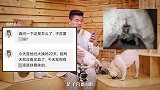 巴哥犬的妇科小秘密你知道吗