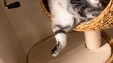 猫咪奇异睡姿大全，没养过猫的人，从来没有见过怪异睡姿