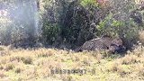 豹子正在享用美食，作死豺狼猛咬豹子尾巴，下一秒真刺激
