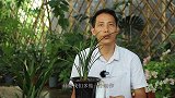 兰花长芽后，多做一个小动作！新芽大得快