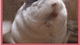 为什么说千万别养龙猫呢