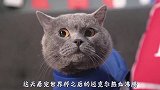 论世界杯的影响力，猫咪也想当足球，结果居然出乎意料！