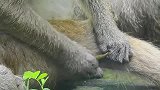 小猴子被水蛭咬了，扯又扯不掉，受到了惊吓发出惨叫让人头皮发麻