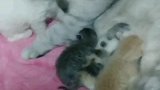 猫：这是哪家的孩子，走错门了吧！