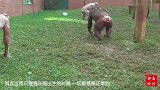 实拍动物园2只猩猩生来没毛，这是啥怪病