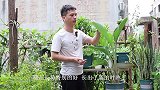 鹤望兰长得难看不要扔，教你简单一招，比大棚长得旺