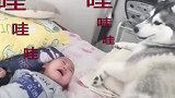 都是宝宝啊二哈把宝宝舔醒了和宝宝一起哭