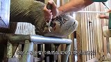 男子专给金龙鱼做美容，一条鱼收费过万，死了照价赔偿！