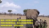 救助一头非洲大象，面对一头6000公斤巨兽，二十人才扳倒它！