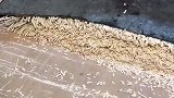挂面生产，不要的碎屑还可以继续碾碎做馒头，绝不会浪费