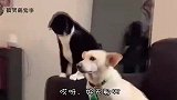 古有三英战吕布，今有我三兄弟战野猫