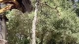 砍树机器霸气侧漏，一棵树瞬间就能碎末，真是让人大开眼界啊！