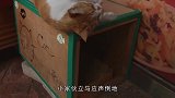主人拿起玩具水枪喊不许动，水獭马上投降，简直太萌了