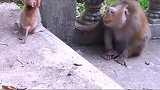 搞笑配音：猴妈很稀罕它的猴宝宝