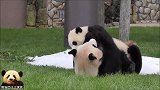 熊猫宝宝精力旺盛太调皮，妈妈实力压制：你给我老实点儿！