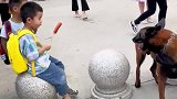 警犬眼馋小朋友手中美食，下班后安排上了烤肠