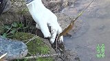 小易到鱼塘边钓鳝鱼，下钩就是一条大货，僵持好久才钓上来