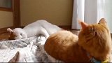 白猫抢不过橘猫的毯子，气得在地上打滚，太萌了