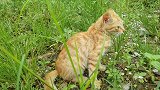 小橘猫自由自在的玩耍，无忧无虑的生活真快乐